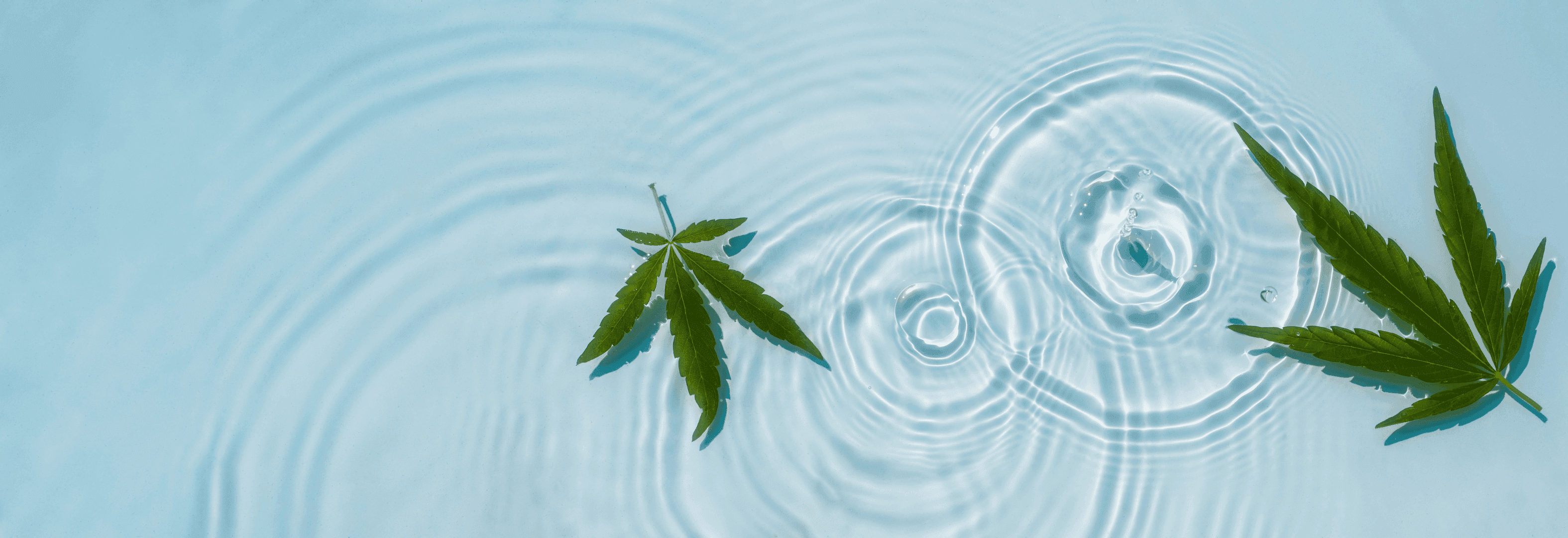 grüne Cannabis Blätter schwimmen in Wasser