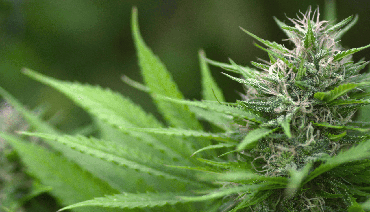 grüne Cannabis Pflanze