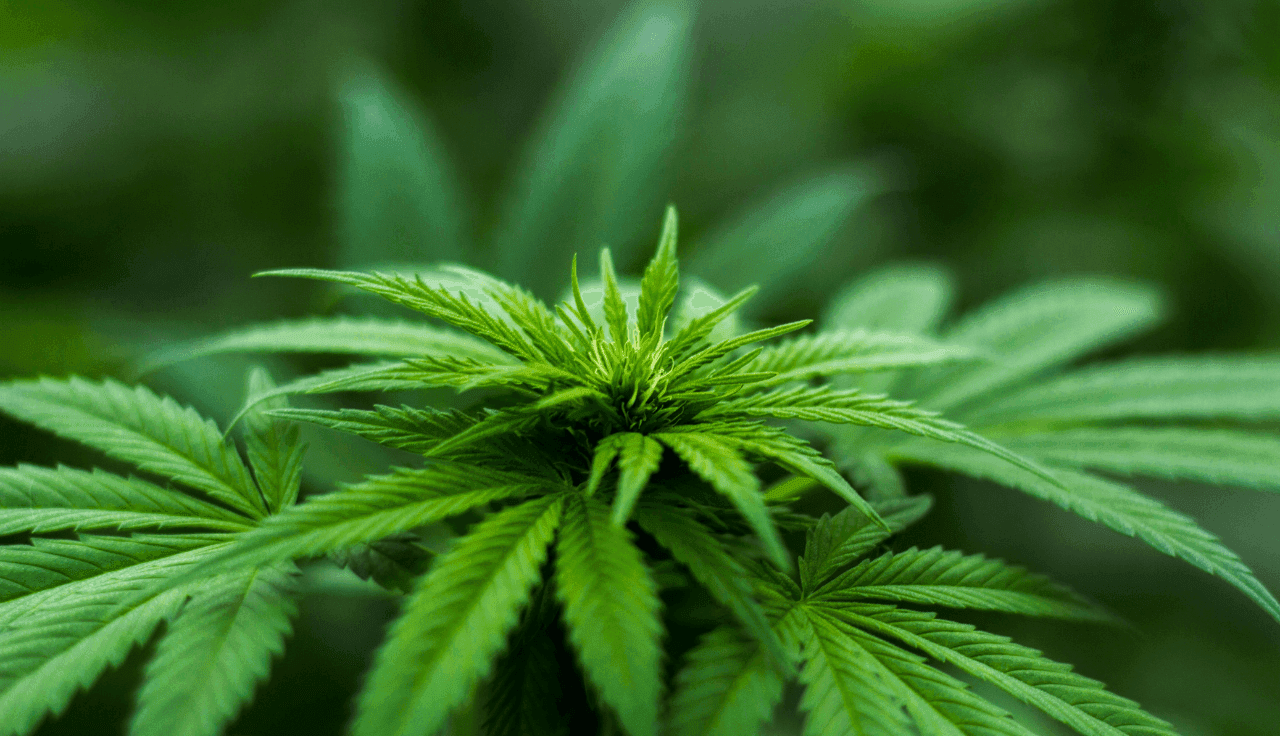 grüne Cannabis Pflanze 